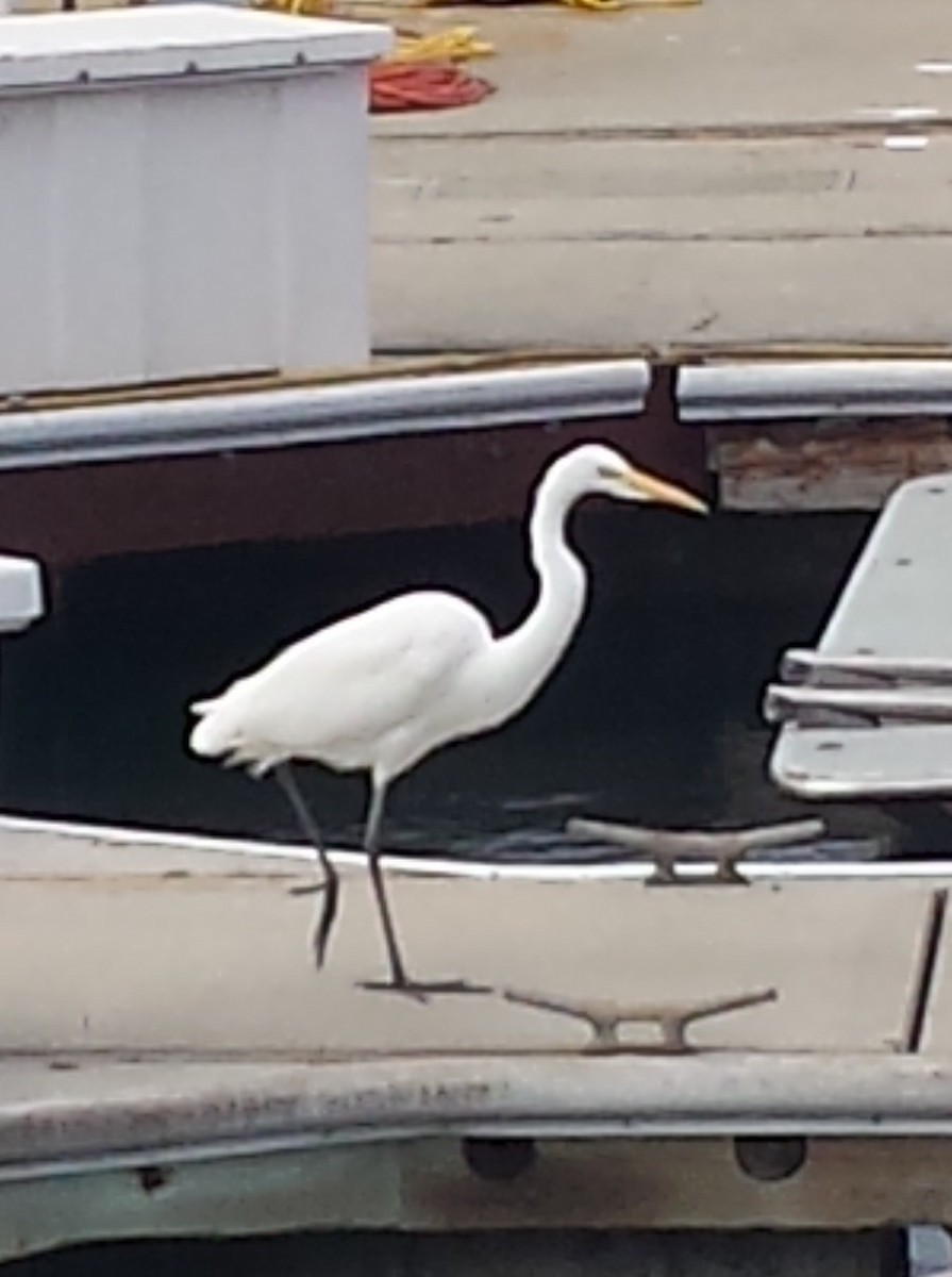 Great Egret - ML40387591