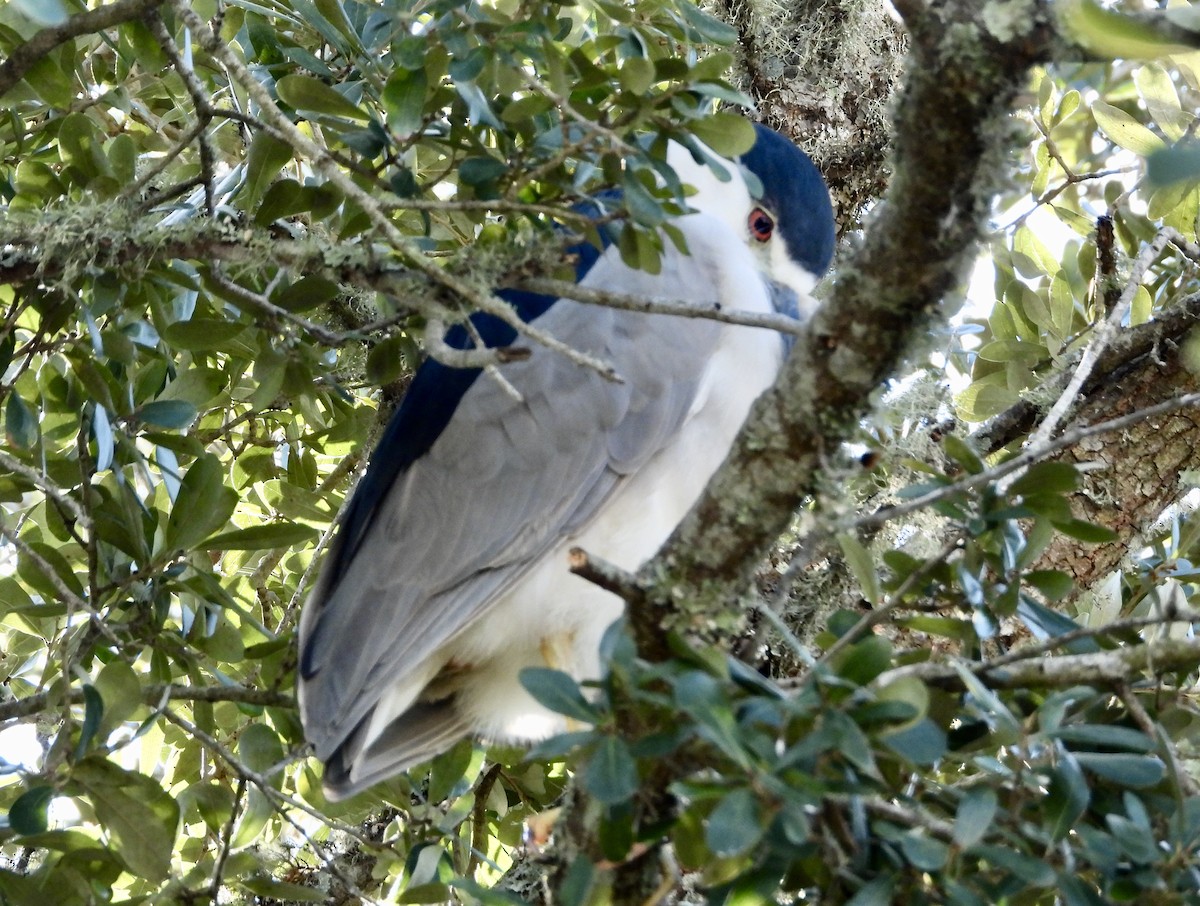 Black-crowned Night Heron - John Grossa