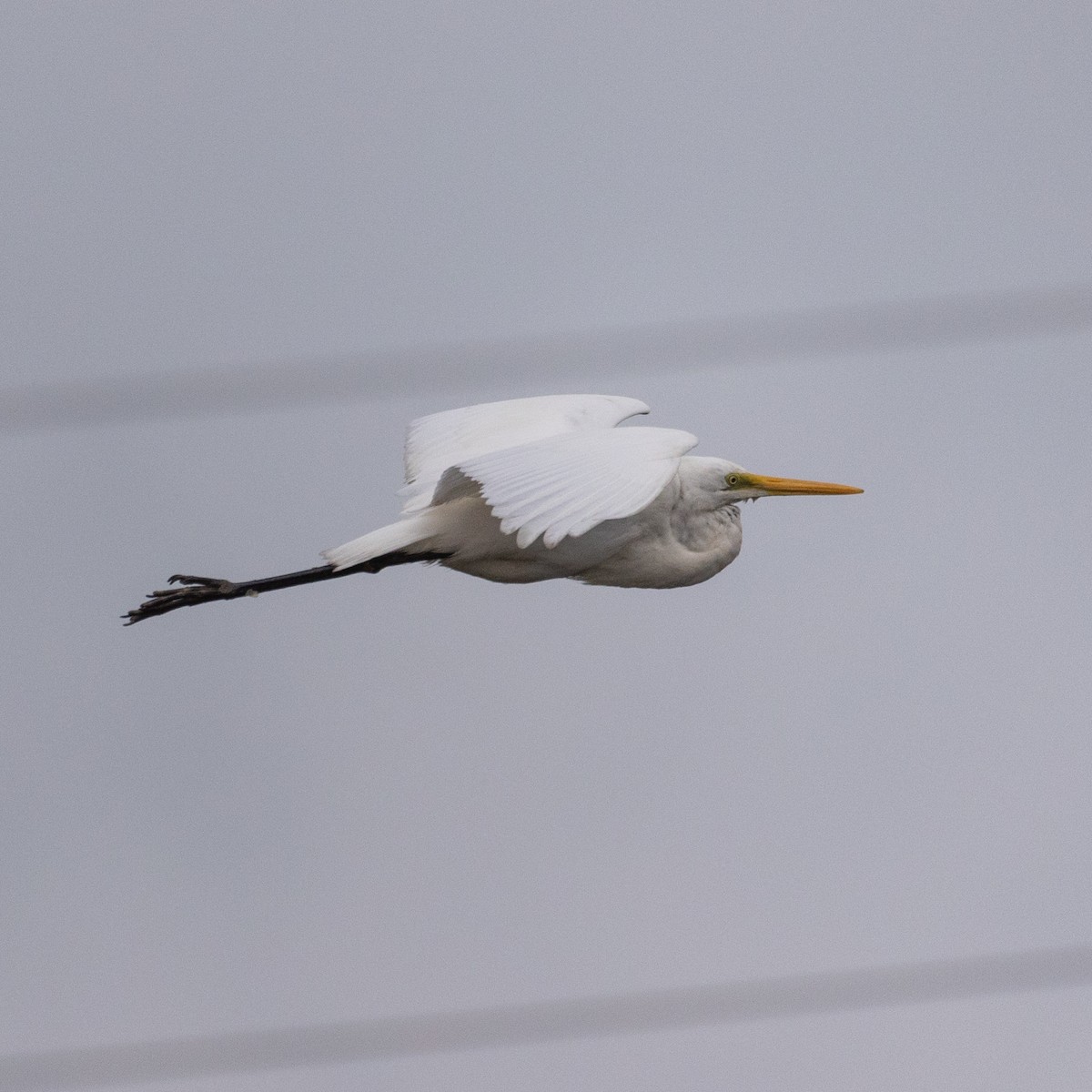 Great Egret - PO-HSUN (博勛) HSU (許)