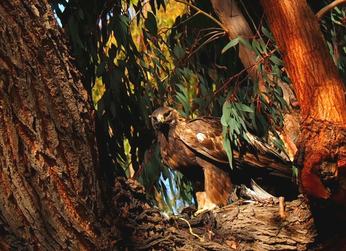 Águila Real - ML403878551