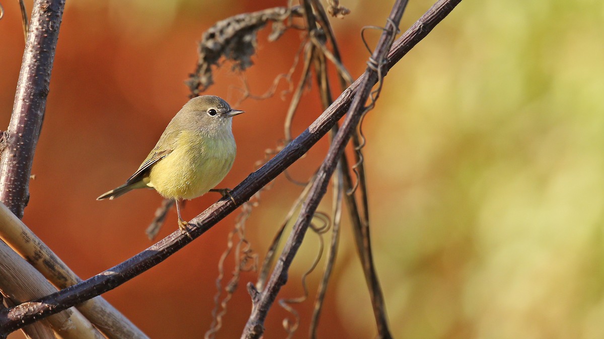 Orange-crowned Warbler (Gray-headed) - Ryan Schain