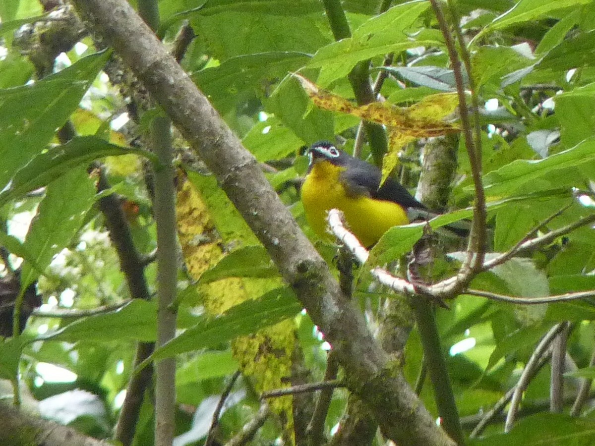 White-fronted Redstart - ML403880011