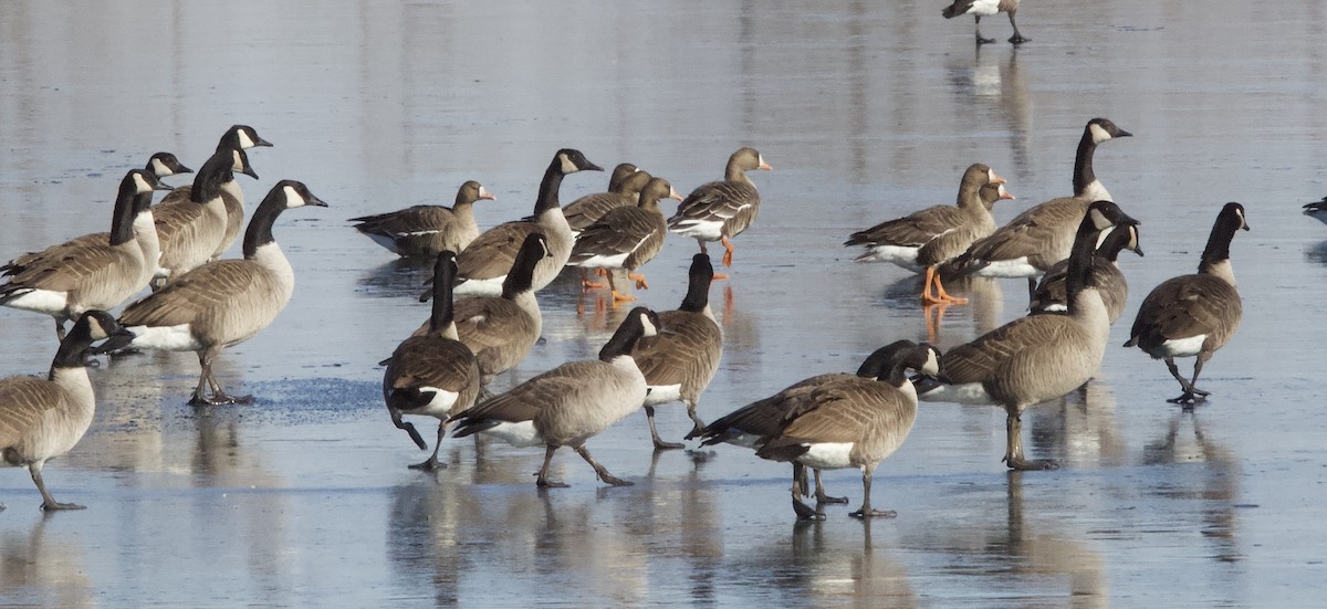 Greater White-fronted Goose - Paul Miller