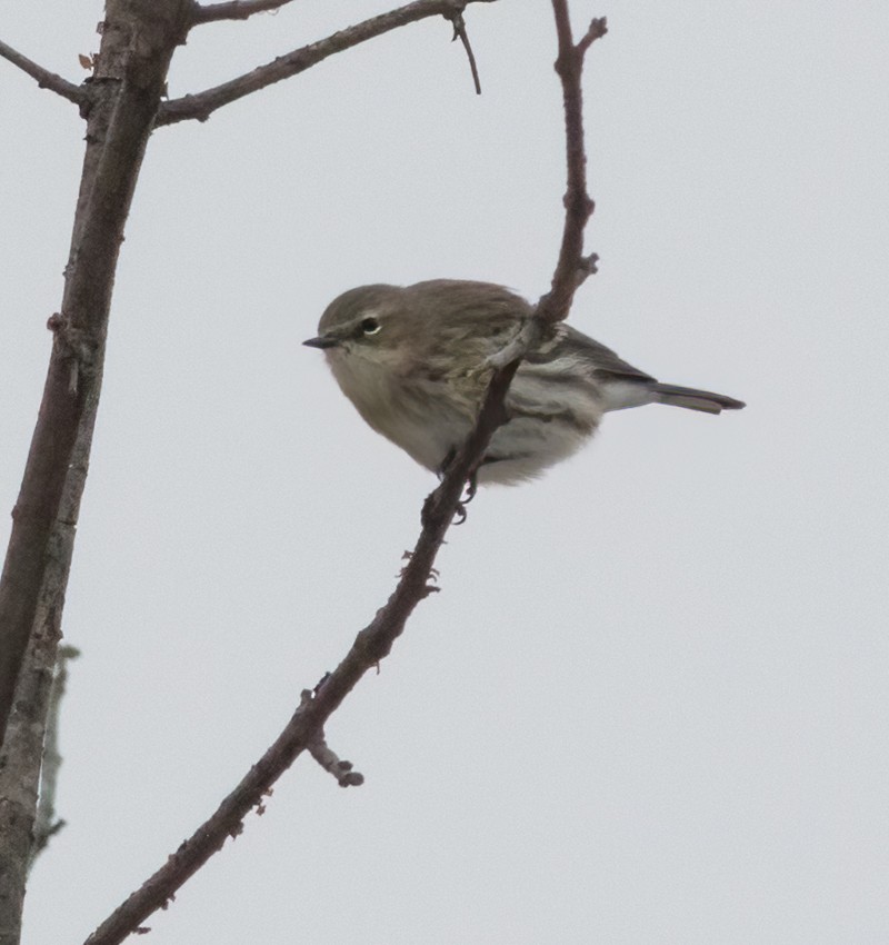 Yellow-rumped Warbler (Myrtle) - Jay Gilliam