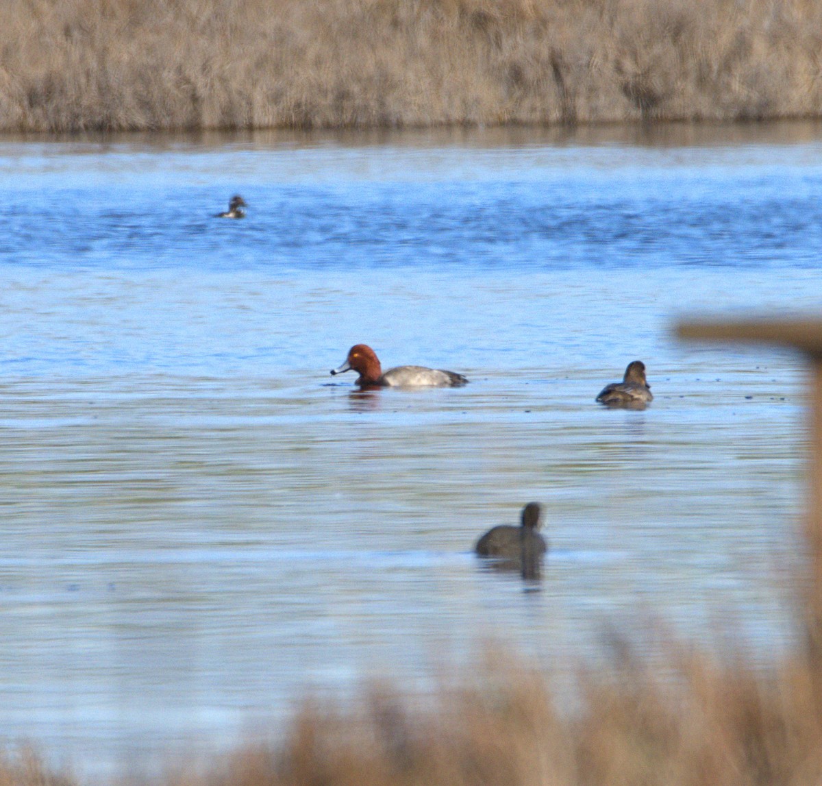 Redhead - ML403883291