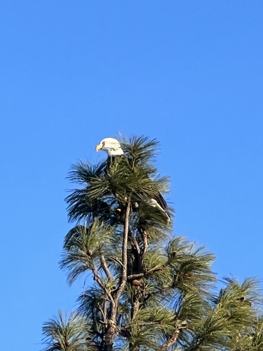 Bald Eagle - ML403883551