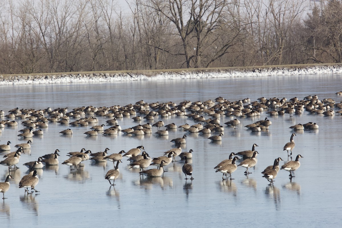 Canada Goose - Paul Miller