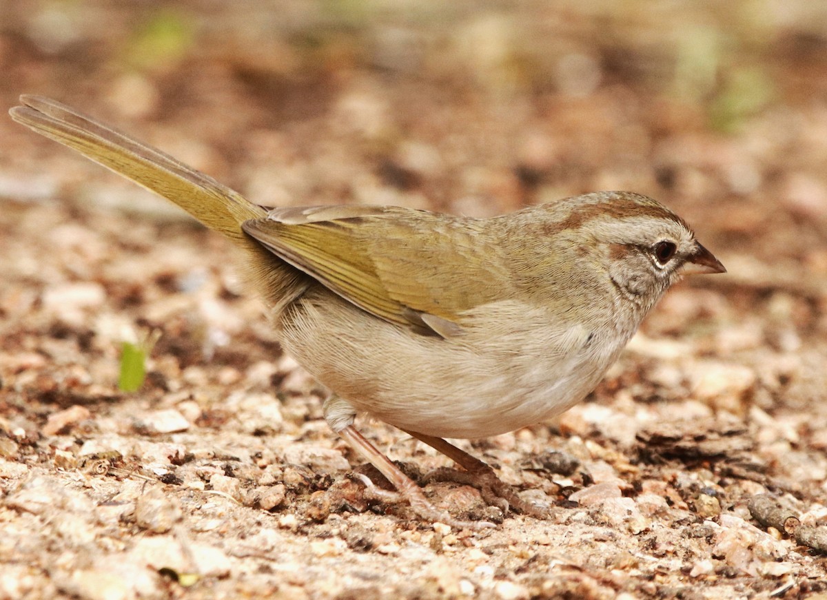 Olive Sparrow - ML403884721