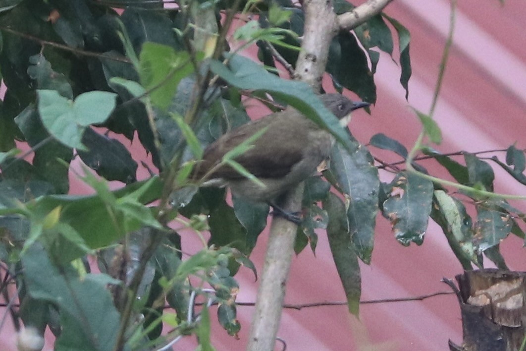 Bulbul Gorjiamarillo (flavigula) - ML403885171