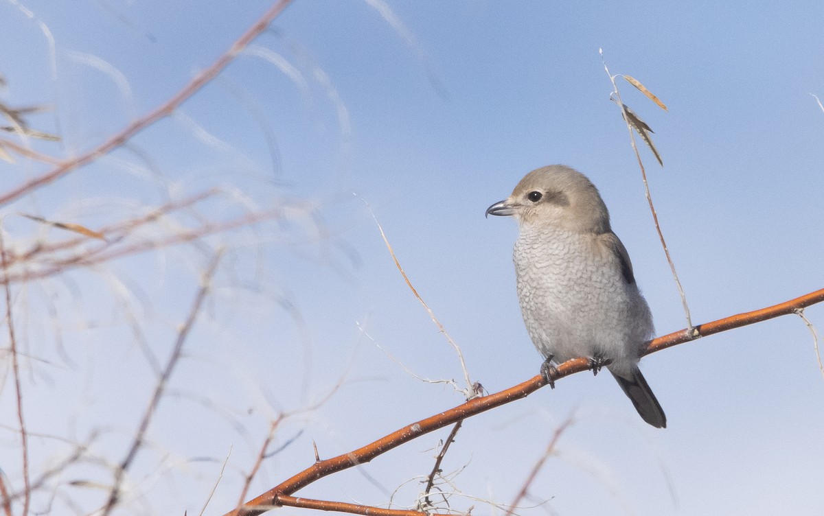 Northern Shrike - ML403885441