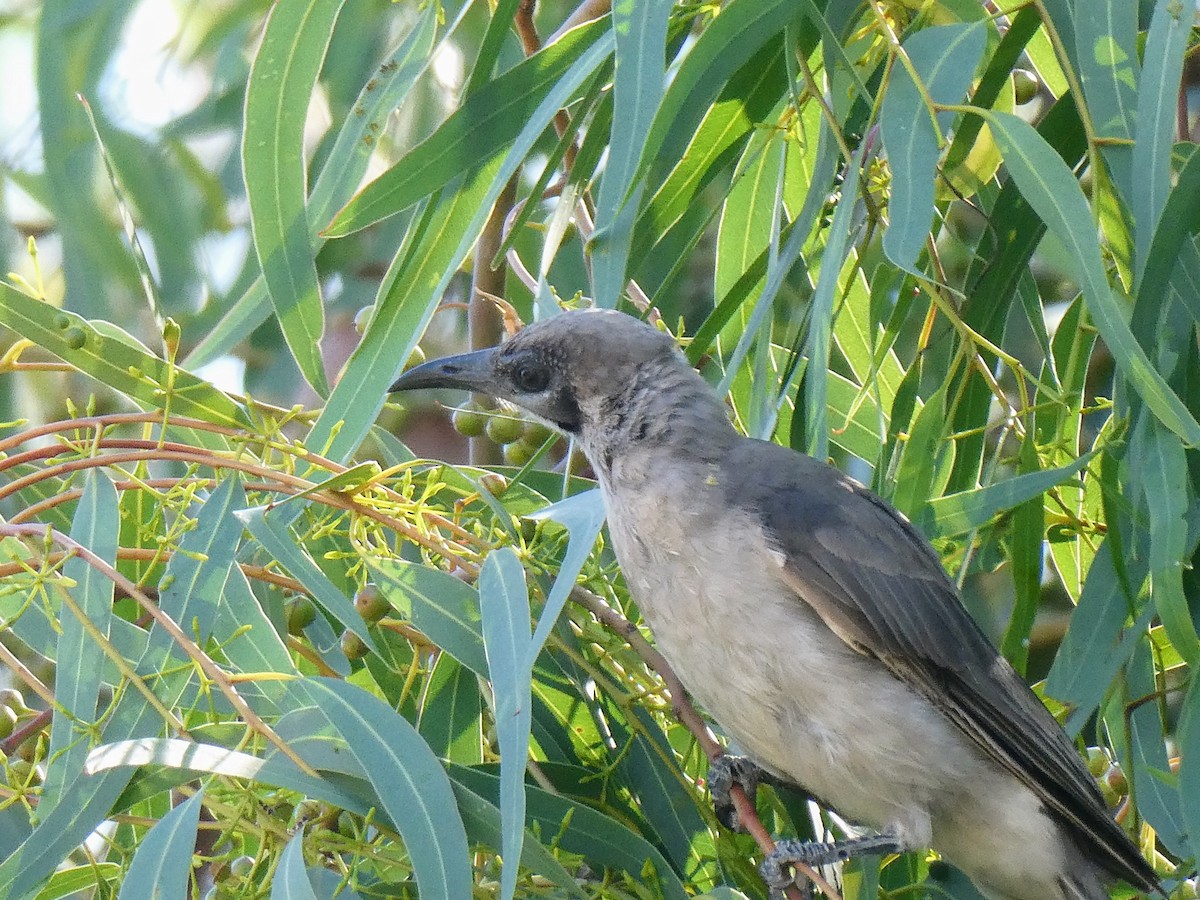 Little Friarbird - ML403887131