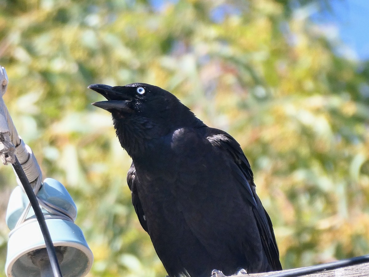 Corvus sp. - ML403887241