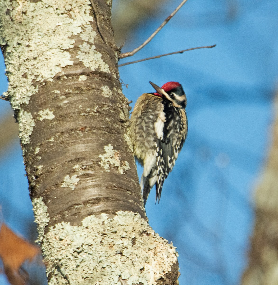 Yellow-bellied Sapsucker - ML403888001