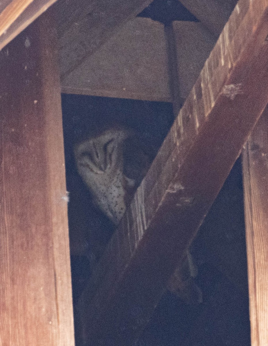 American Barn Owl - ML403890461