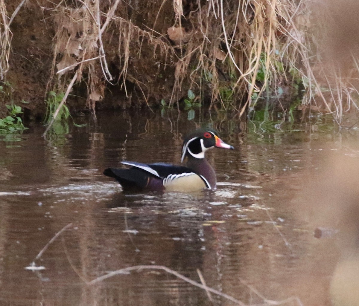 Wood Duck - ML403891011