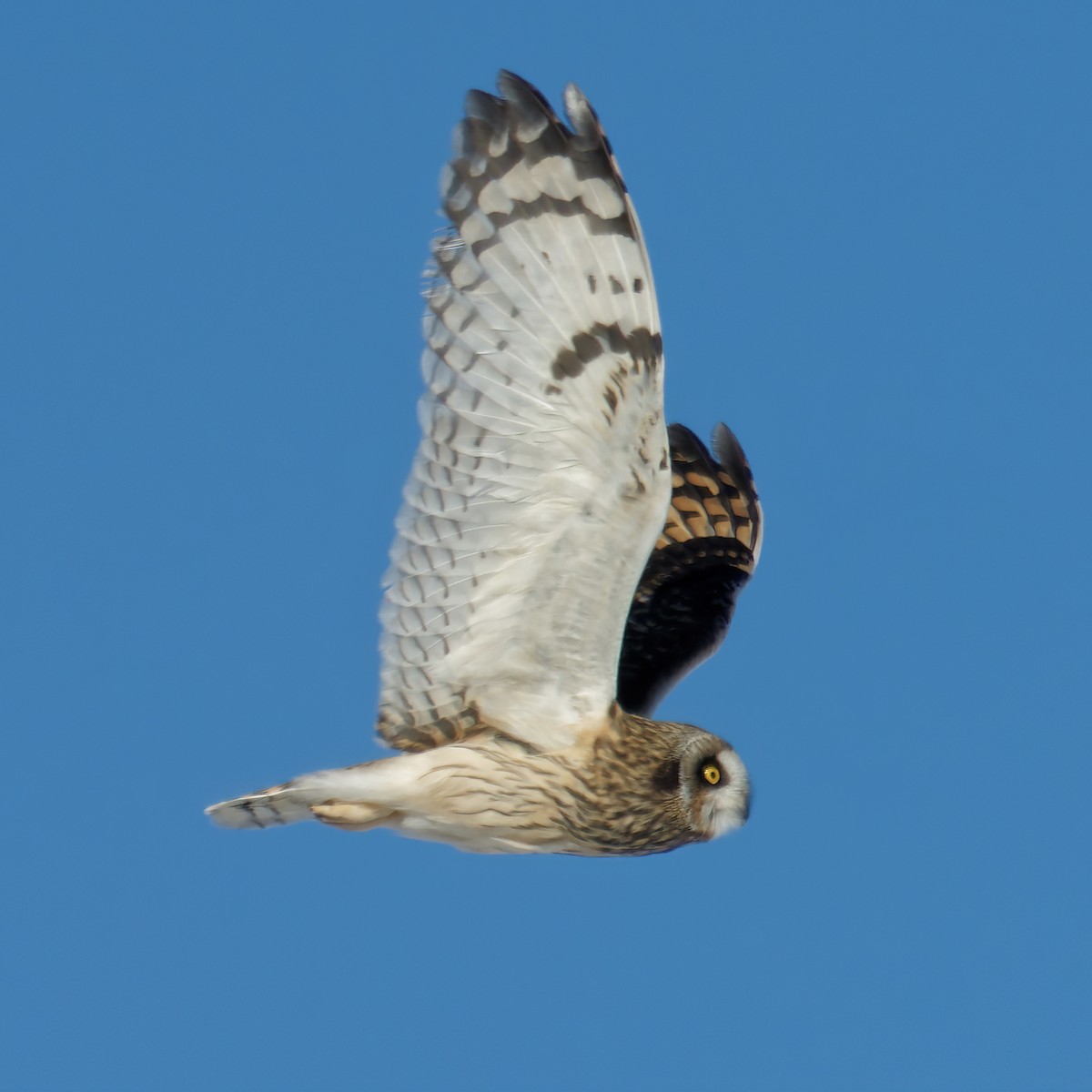 Short-eared Owl - ML403891221