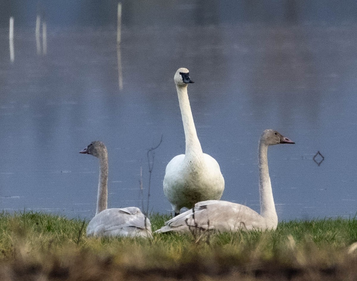 Trumpeter Swan - ML403891361