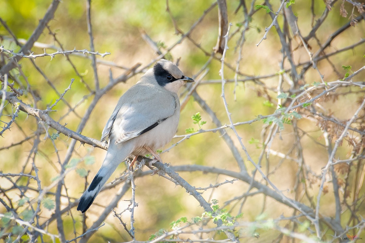 Hypocolius - ML403892271