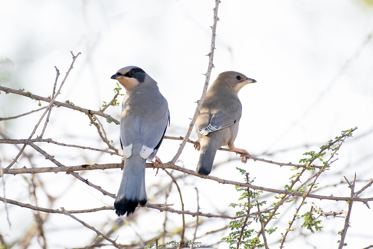 Hypocolius - ML403892281