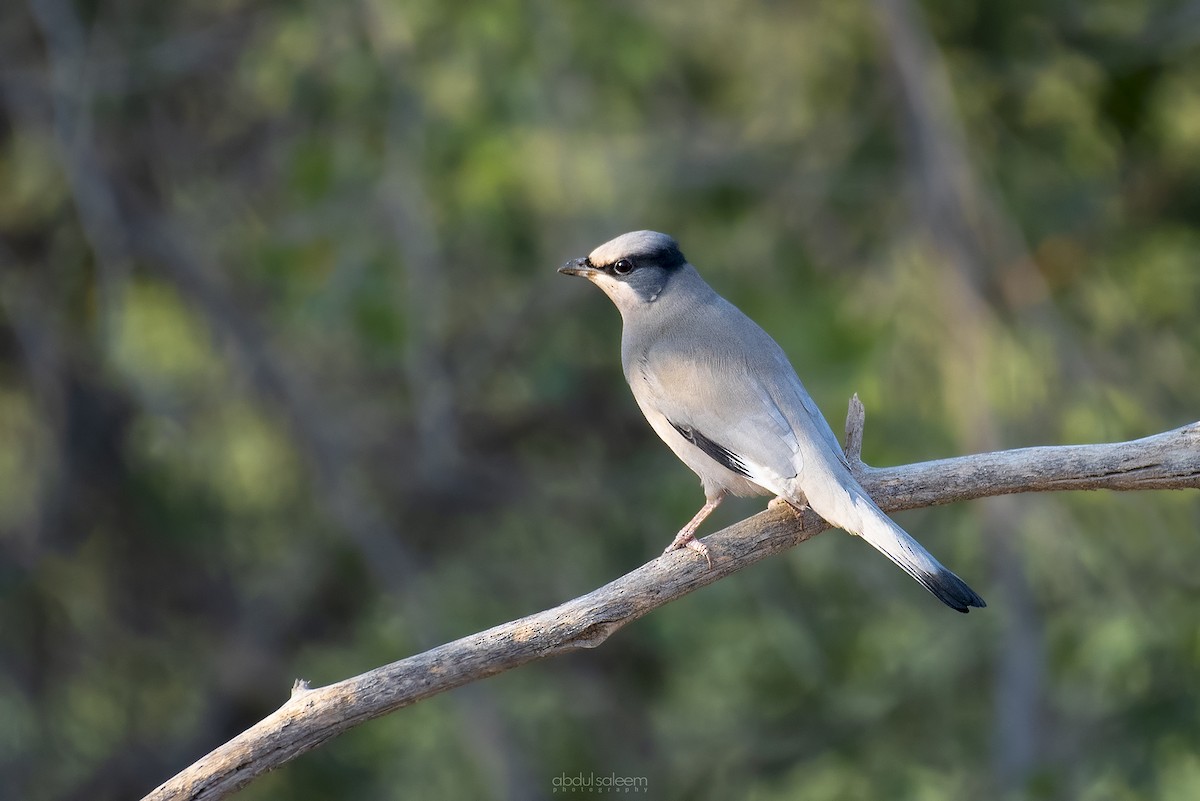 Hypocolius - ML403892291