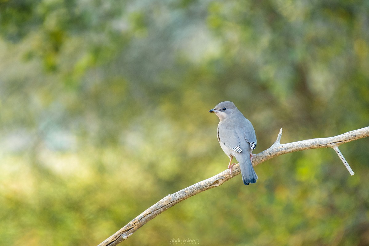 Hypocolius - ML403892301