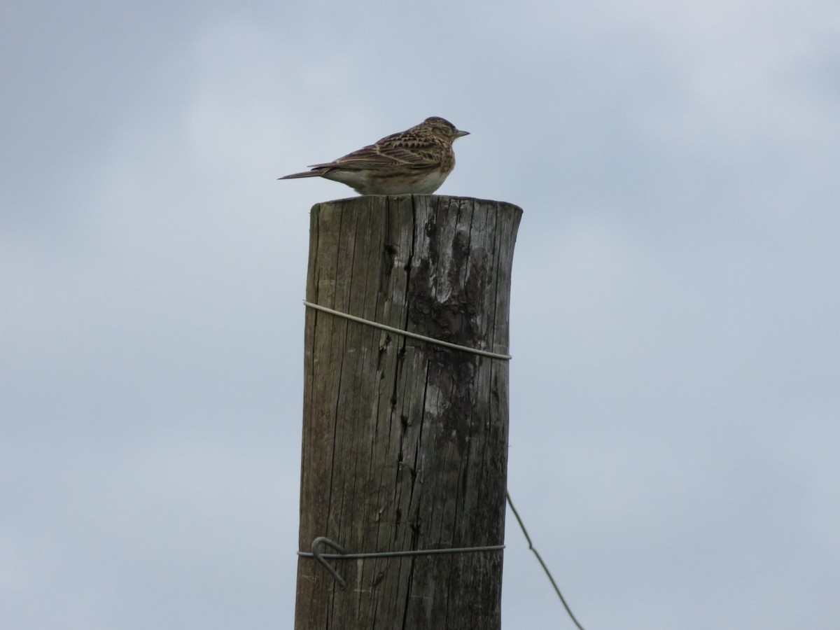 Eurasian Skylark - Liam Ballard