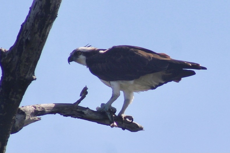 Osprey - ML403894321