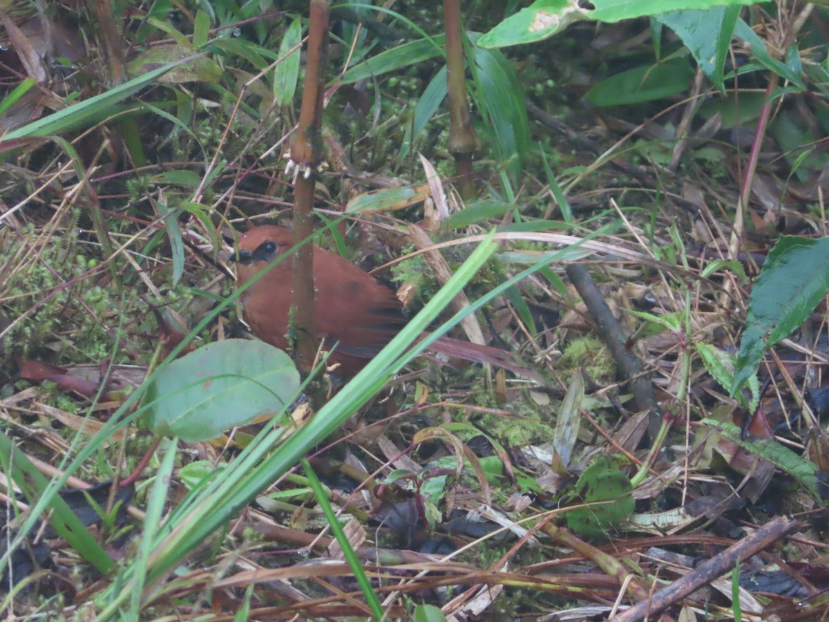 Rufous Spinetail (unirufa) - ML403894891