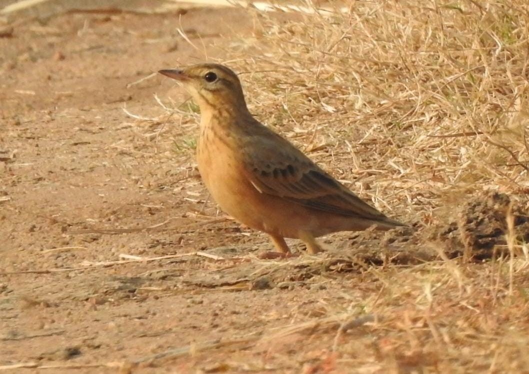 Tawny Pipit - ML403895501