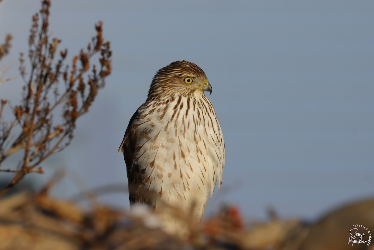 Cooper's Hawk - Serge Morneau