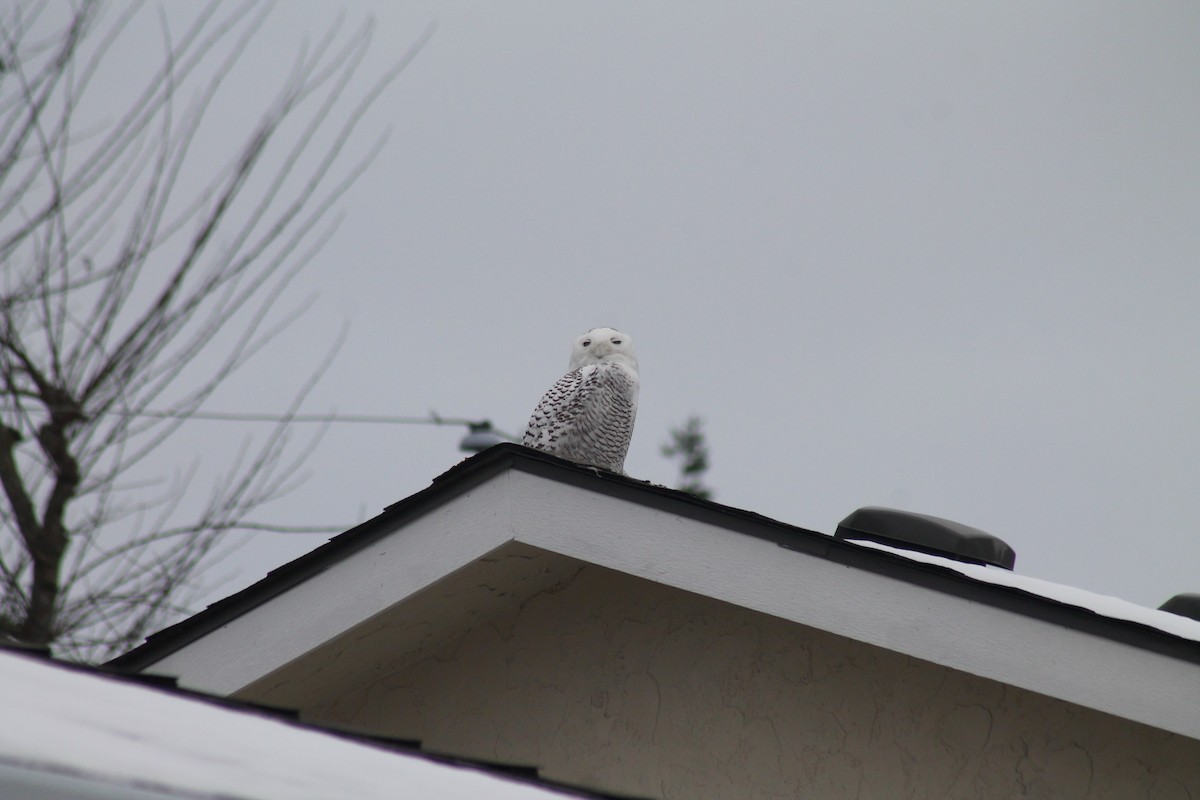 Snowy Owl - ML403898181
