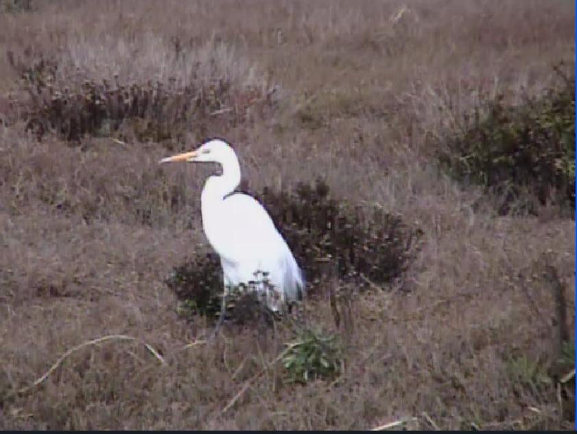 Great Egret - ML403899941