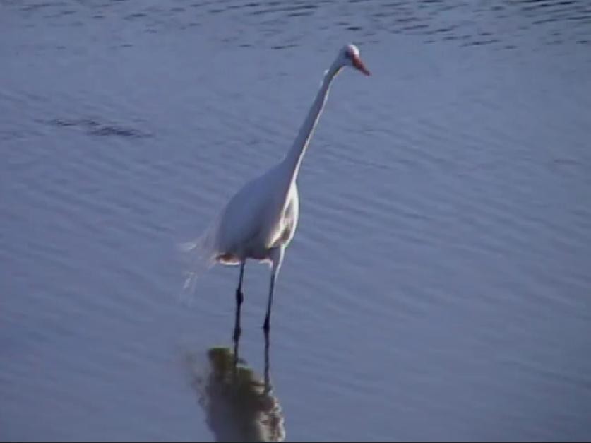 Great Egret - ML403899951