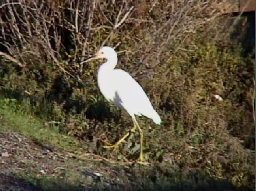 Great Egret - ML403899961