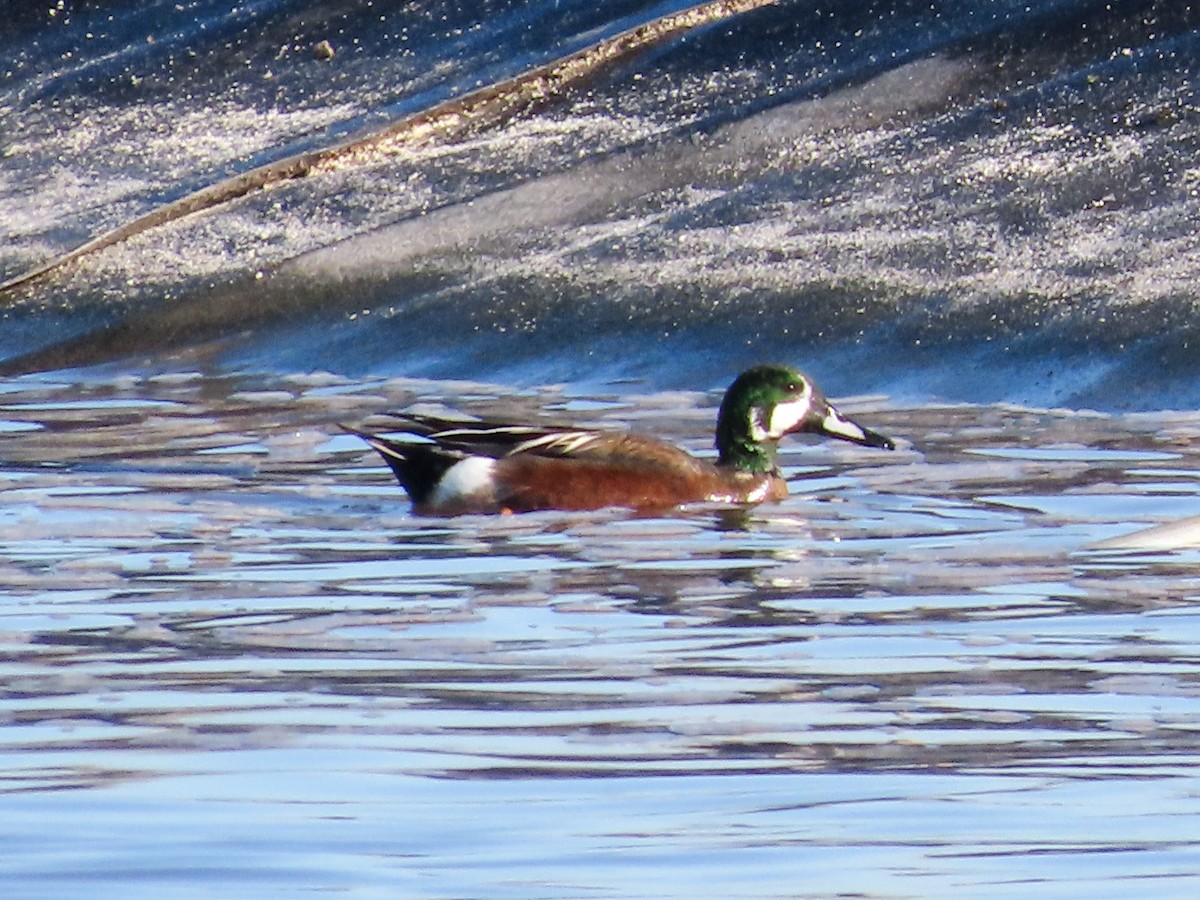 Hybride Canard souchet x C. d'Amérique - ML403900251