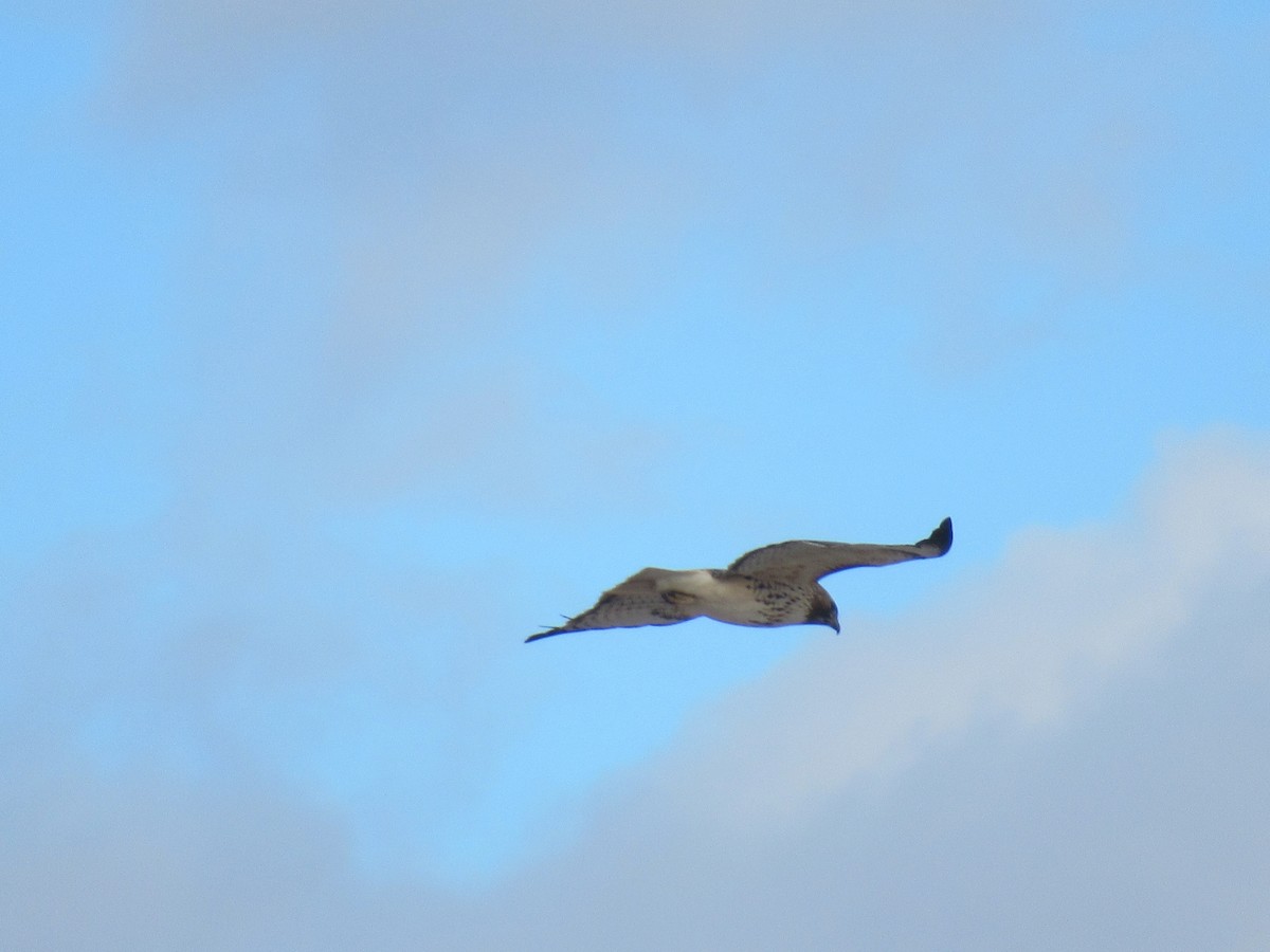 Red-tailed Hawk - ML403900401