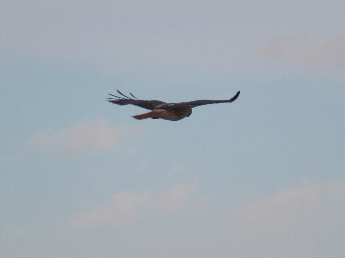 Red-tailed Hawk - Felice  Lyons