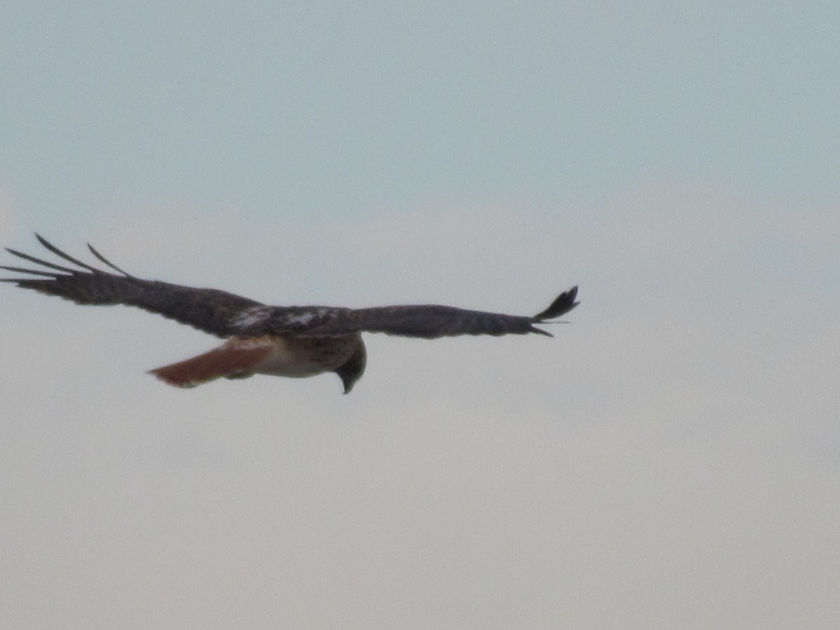 Red-tailed Hawk - ML403900611