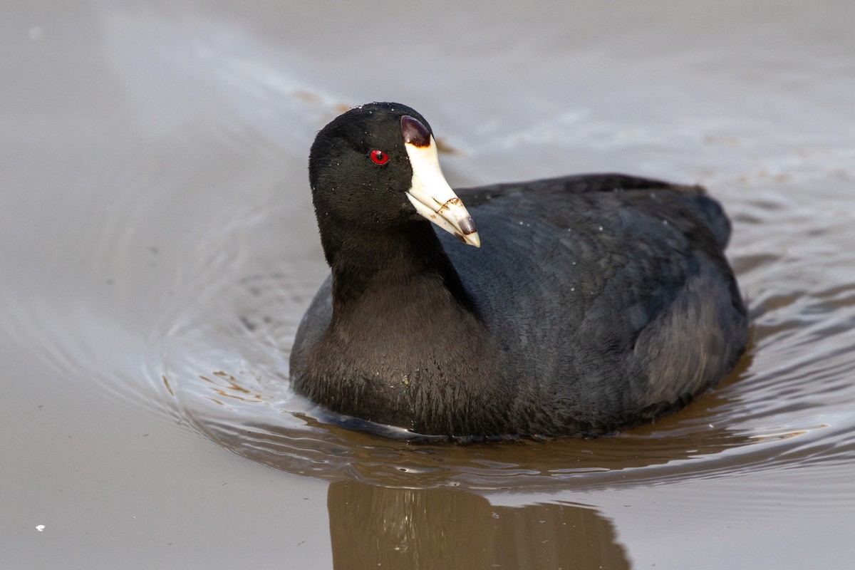 American Coot - ML403901061