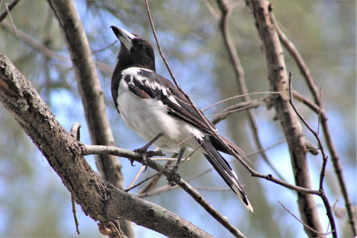 Pied Butcherbird - ML403901151