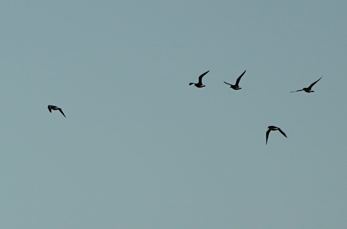 tanımsız Charadriiformes sp. - ML403901201