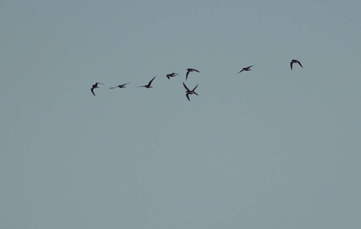 tanımsız Charadriiformes sp. - ML403901221