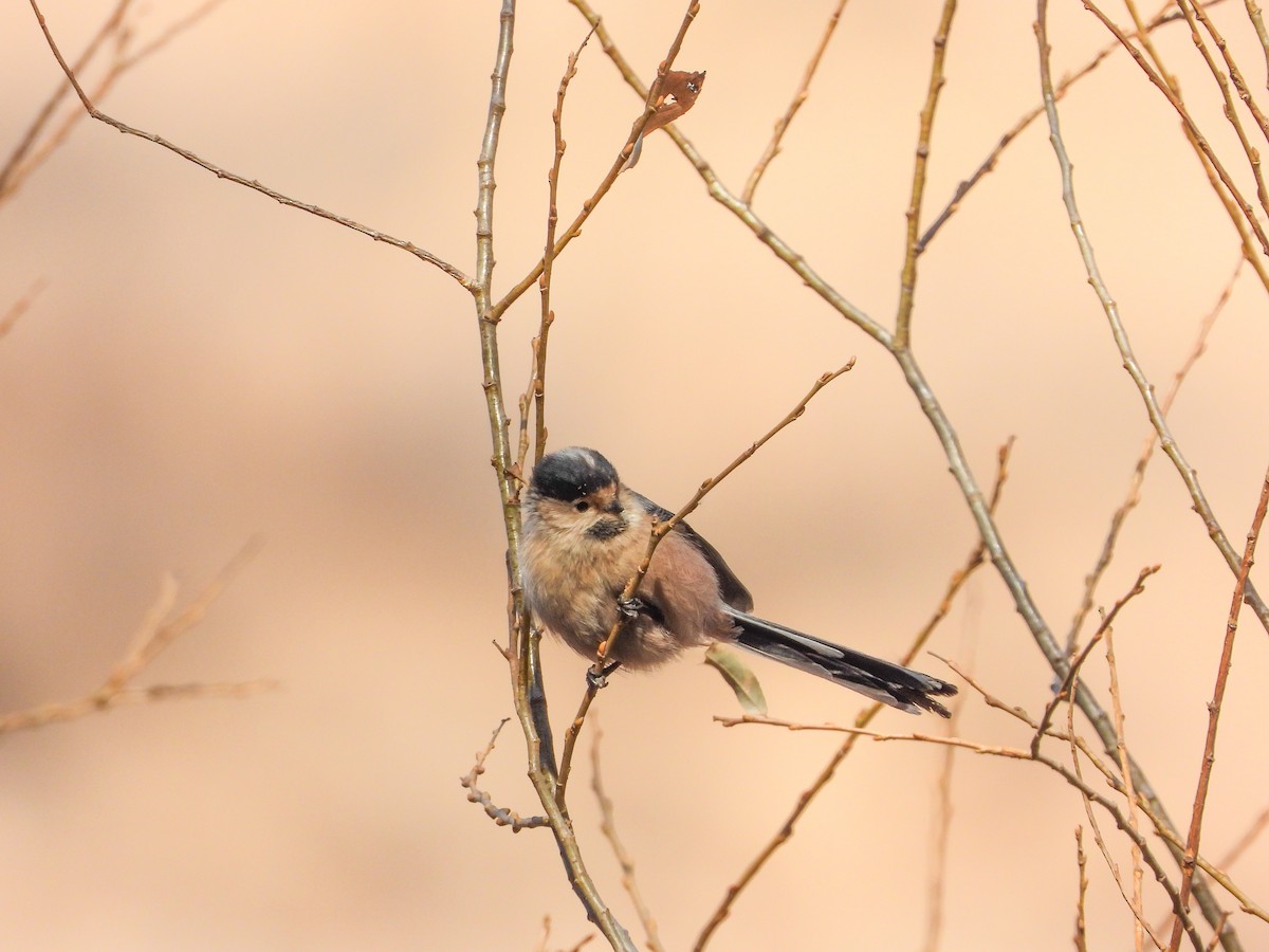 Silver-throated Tit - ML403901351
