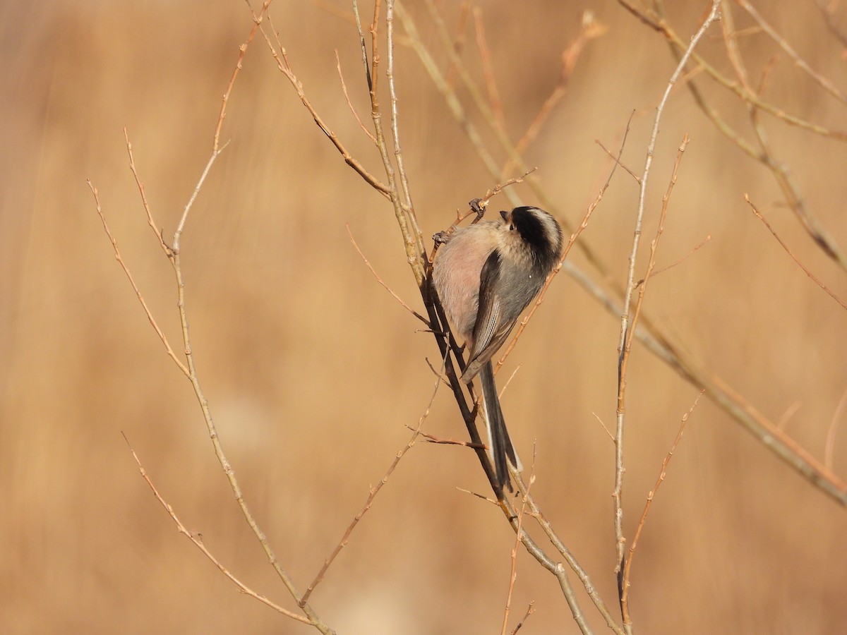 Silver-throated Tit - ML403901441