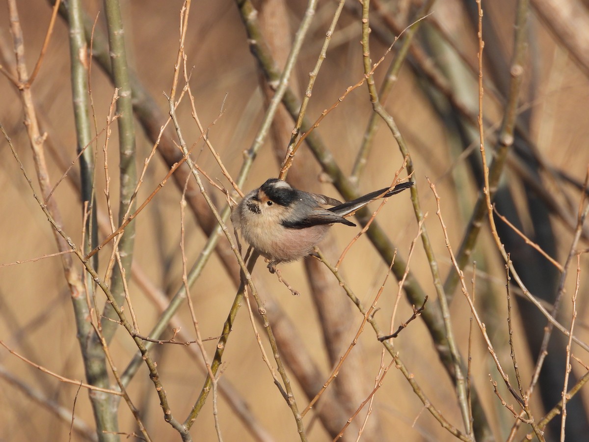 Silver-throated Tit - ML403901471