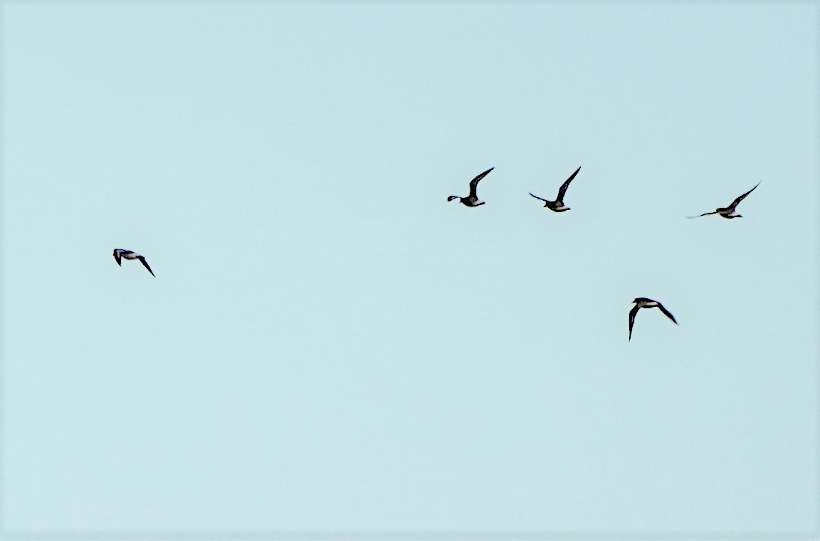 ub. vader (Charadriiformes sp.) - ML403901481