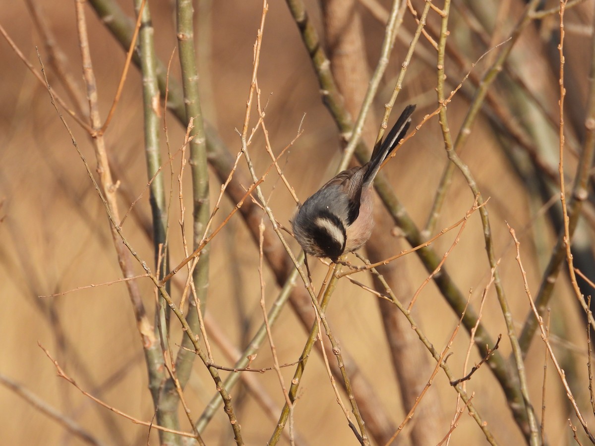 Silver-throated Tit - ML403901511