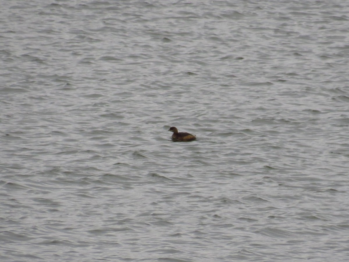 Pied-billed Grebe - ML403904181