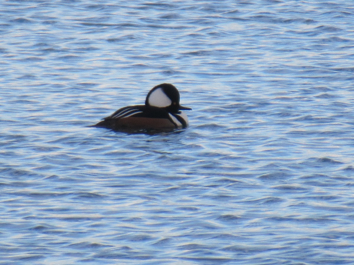 Hooded Merganser - Felice  Lyons