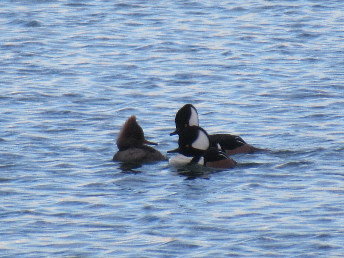 Hooded Merganser - Felice  Lyons